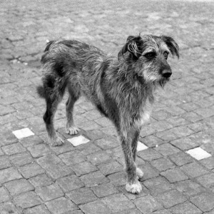 cachorro-vira-lata--300x300.jpg