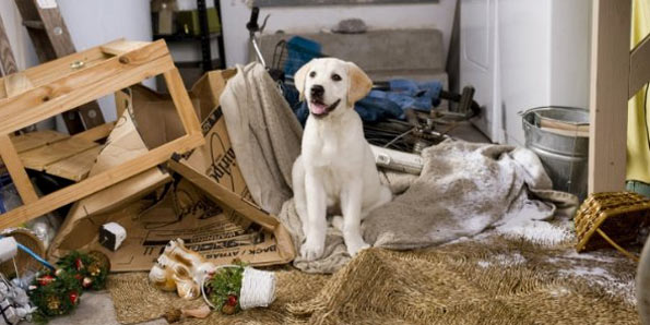 Dê atenção ao seu animal, assim, ele não destruirá os seus móveis ou quaisquer outra coisa. 