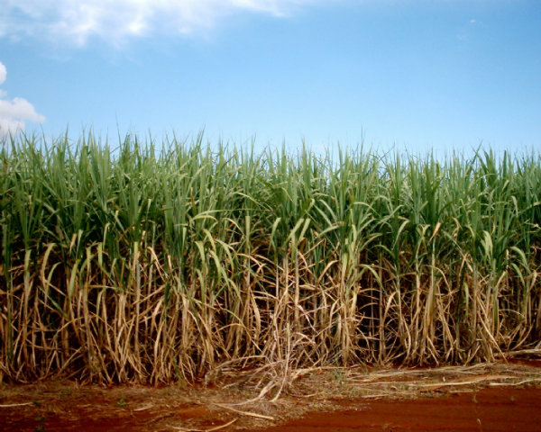 O seu cultivo é eito por várias partes do Brasil. 