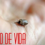 Não tenha medo de mata-lo.