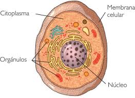 celula