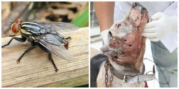 Cuide de seu animal, não deixe que el morra, por causa de uma mosca. 