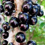 Como fazer suco de jabuticaba