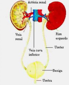 Se uma parte do sistema falhar a urina vai começar a se acumular no corpo, fazendo assim, com que o sert humano, comece a inchar. 