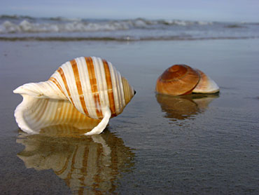 O mar vem e volta, mas sempre encontra uma bela maneira de nos mostrar as coisas belas do mundo. 