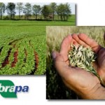 A Agricultura é o avanço do nosso país.