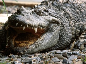 Os crocodilos pertece a família dos repteis é pode ser considerado o mais perigoso entre eles. Foto Reprodução