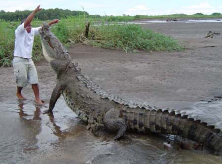 Se for fazer uma expedição, por onde se encontra os repteis crocodilianos, tome bastante cuidado. Fique sempre em locais altos e longe da beira dos rios ou matos, pois eles podem estar escondidos, esperando somente o momento de te atacar. 