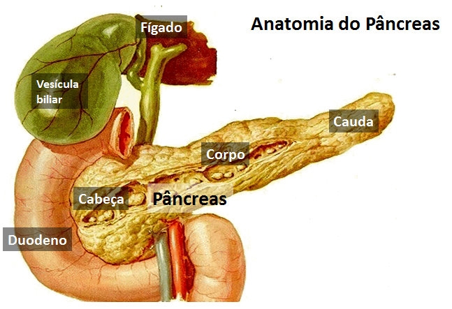 Ele fica do lado direito do abdômen. 