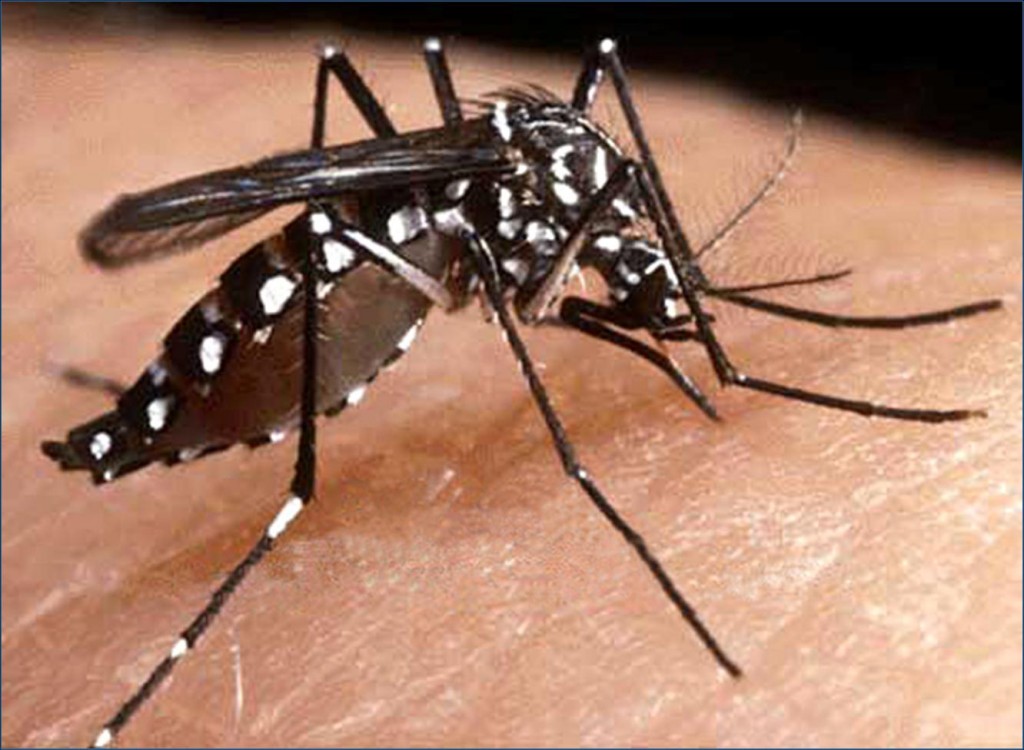 O mosquito quase não é percebido no ambiente, pelo fato de não fazer tanto ruido, quanto os outros. 