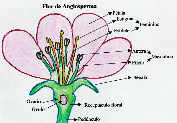 Existem mais de 250 mil de flores, de sua especies. 