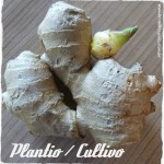 Cuidado com as plantas invasoras.