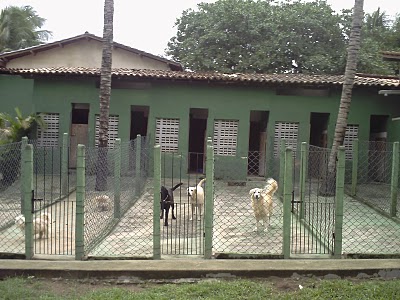 Essas grades podem estar sendo feitas para o canil ou até mesmo no fundo de sua casa. Assim, o seu animal ganha mais espaço. 