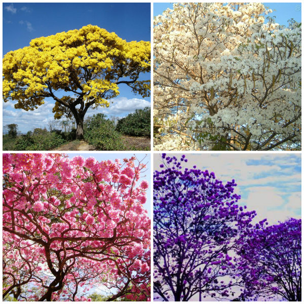 Ela pode ser plantada em jardins de médio e grande porte, devido ao seu tamanho. 