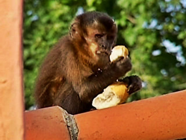 Procure não alimentar os animais. 