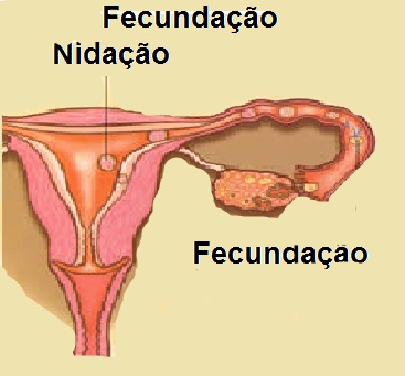 A nidação acontece com todas as mulheres gravidas. 