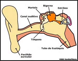 ouvido