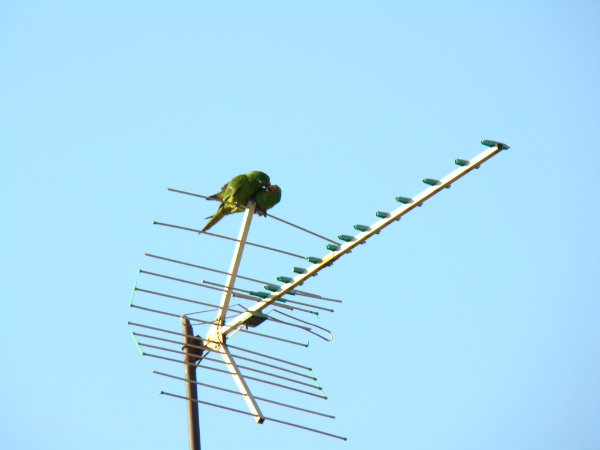 Os pássaros tendem a migrar devido ao clima do local onde moram, porém estão fazendo isso mais do que o devido, por causa da invasão humana, mediante ao seu habitat.