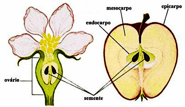 O fruto da angiosperma, pode ser suculento, ter aroma agradável e ser digerido tanto por animais, como por seres humanos.