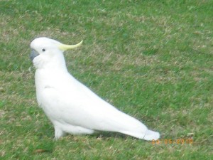 Featured image of post Passaros Brancos / Os pássaros brancos são aves muito belas e elegantes para grande parte das pessoas, as imagens de pássaros branco são muito usadas, temos gaivotas, águias, pombas entre outras especies que.