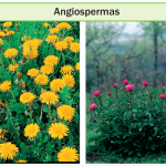 Desenvolvimento das plantas angiospermas