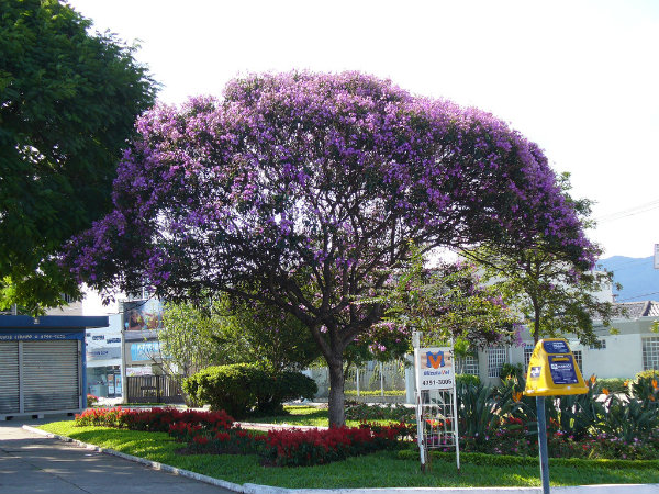 Elas podem ser plantadas em jardins de pequeno e médio porte, apesar do tamanho que pode vir atingir. 