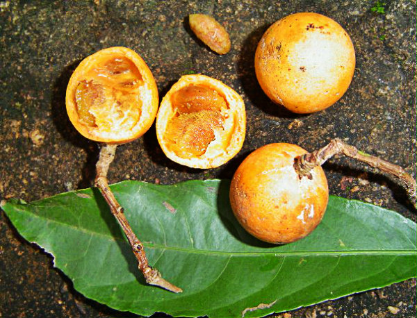 Ele é considerado uma fruta do cerrado. 