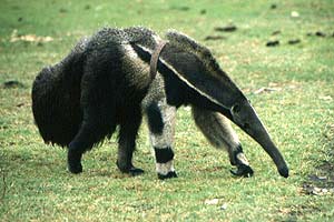 Tamandua Bandeira é bastante solitário. E anda morrendo muito, devido aos perigos das rodovias. 