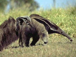 Nem sempre os tamanduás conseguem esconder seus filhos do perigo, por isso, que os carregam junto com eles. 