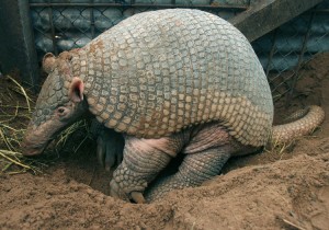 O animal que o Brasil escolheu, para estar animando a copa,  foi exatamente o tatu.