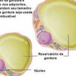 Qual a célula encontrada no tecido adiposo