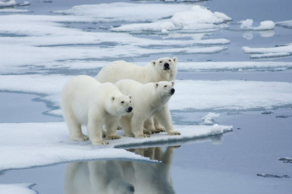 Cerca de 1 milhão de animais, podem ficar em extinção, até 2050, devido ao aquecimento global. 