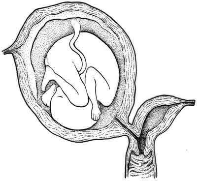 O que é genética na biologia