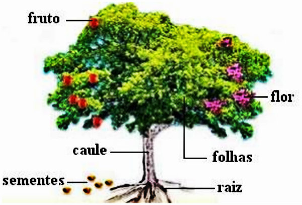 Cada um possui um desenvolvimento diferente.